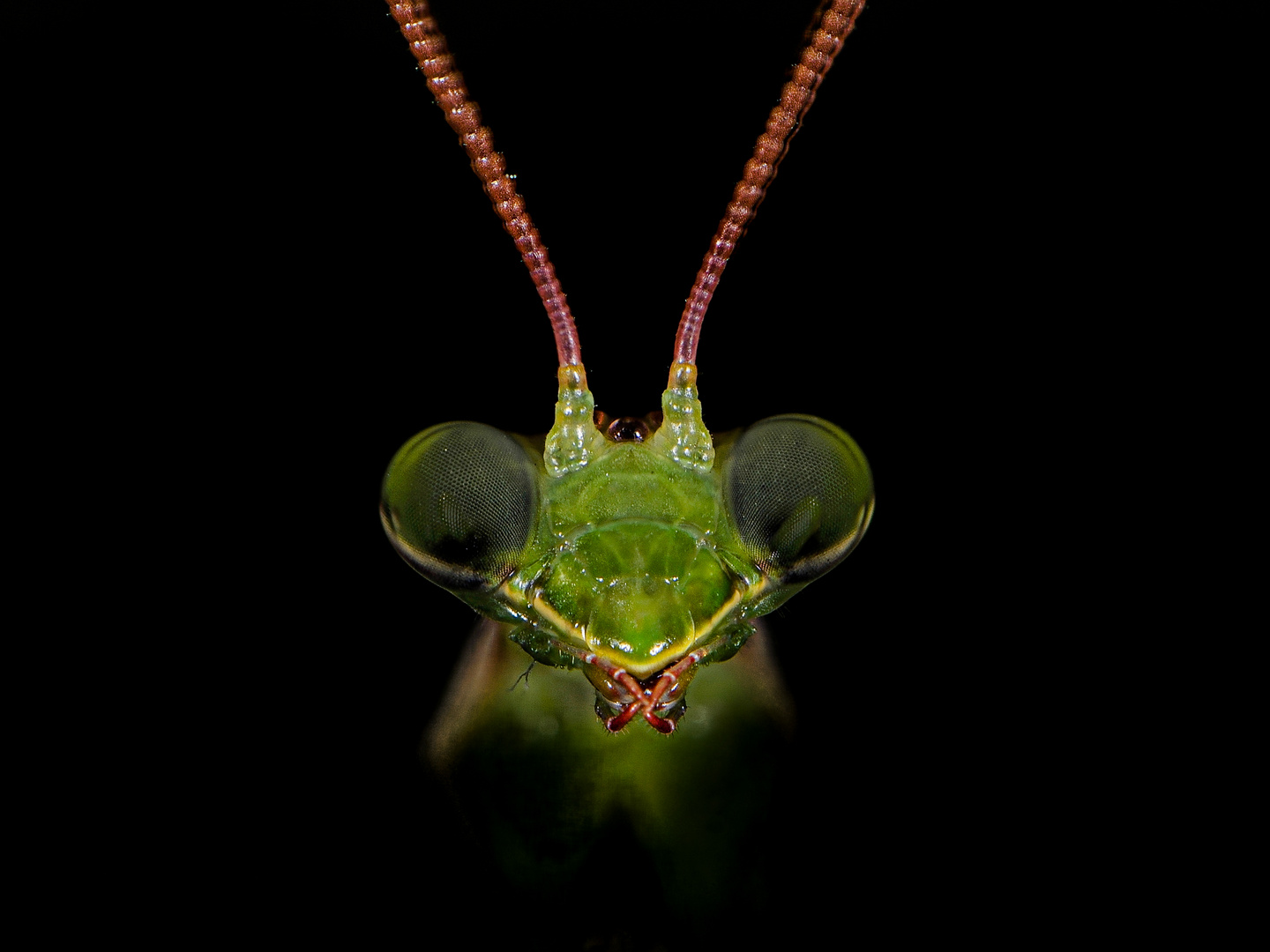 “mantide religiosa”