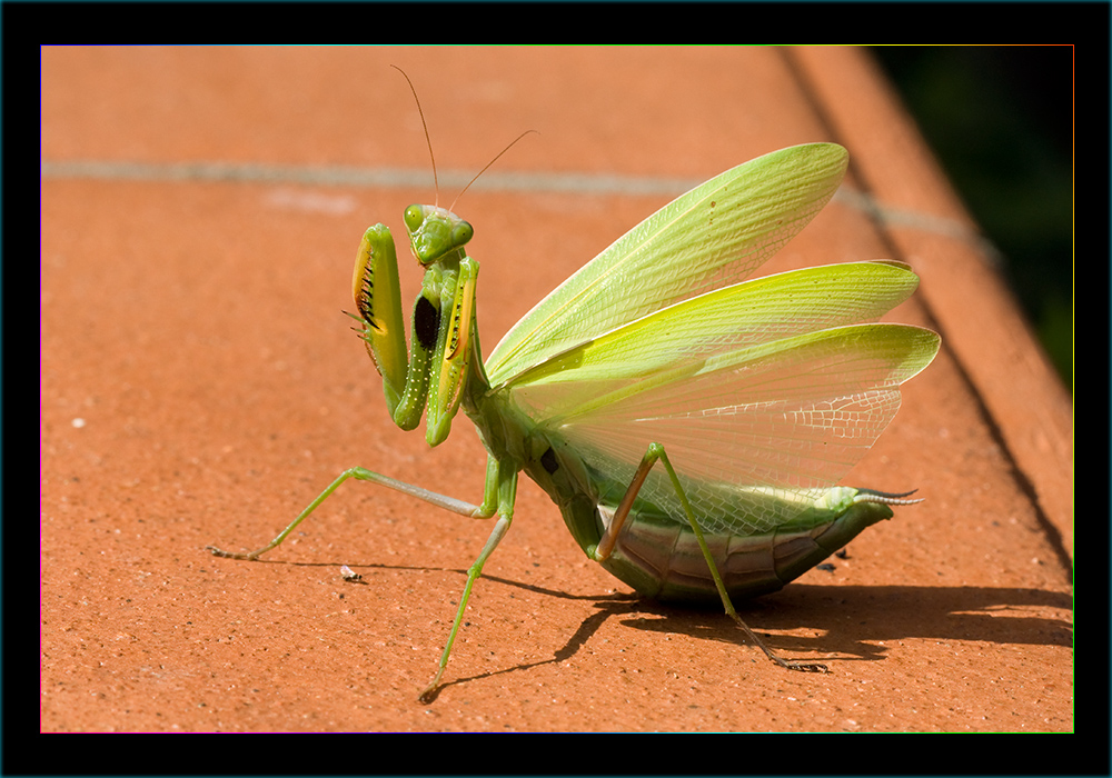 Mantide religiosa 2