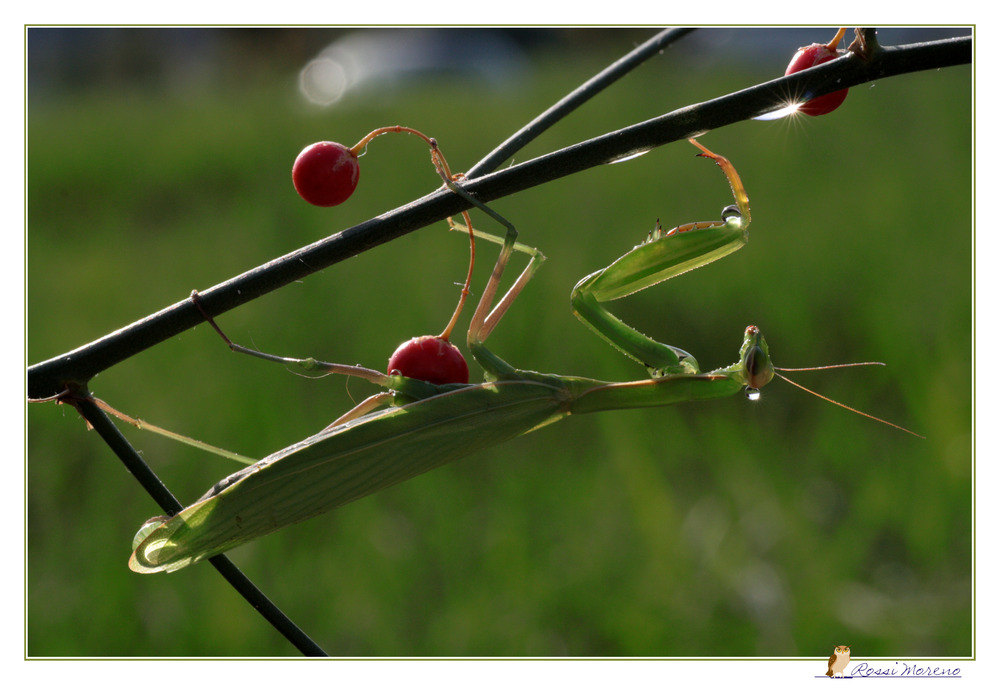 mantide religiosa 2