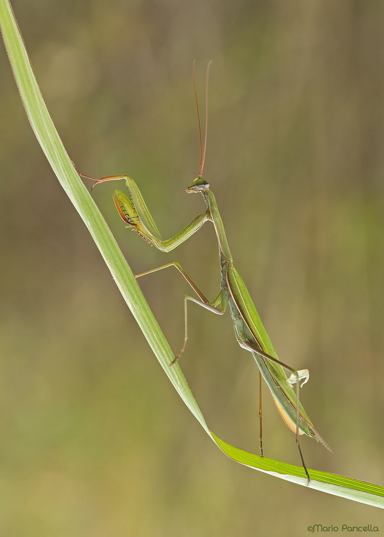 Mantide religiosa