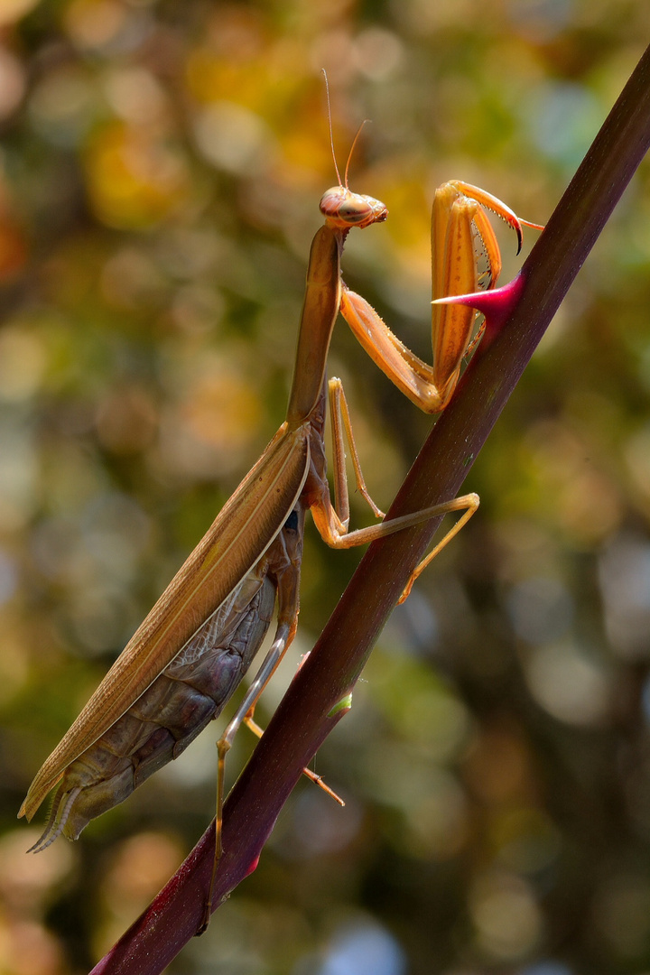 Mantide religiosa