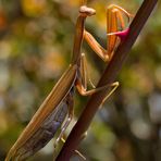 Mantide religiosa