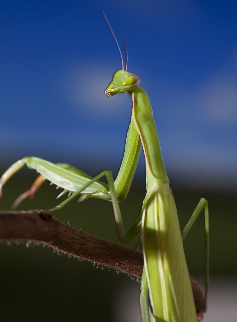 Mantide religiosa