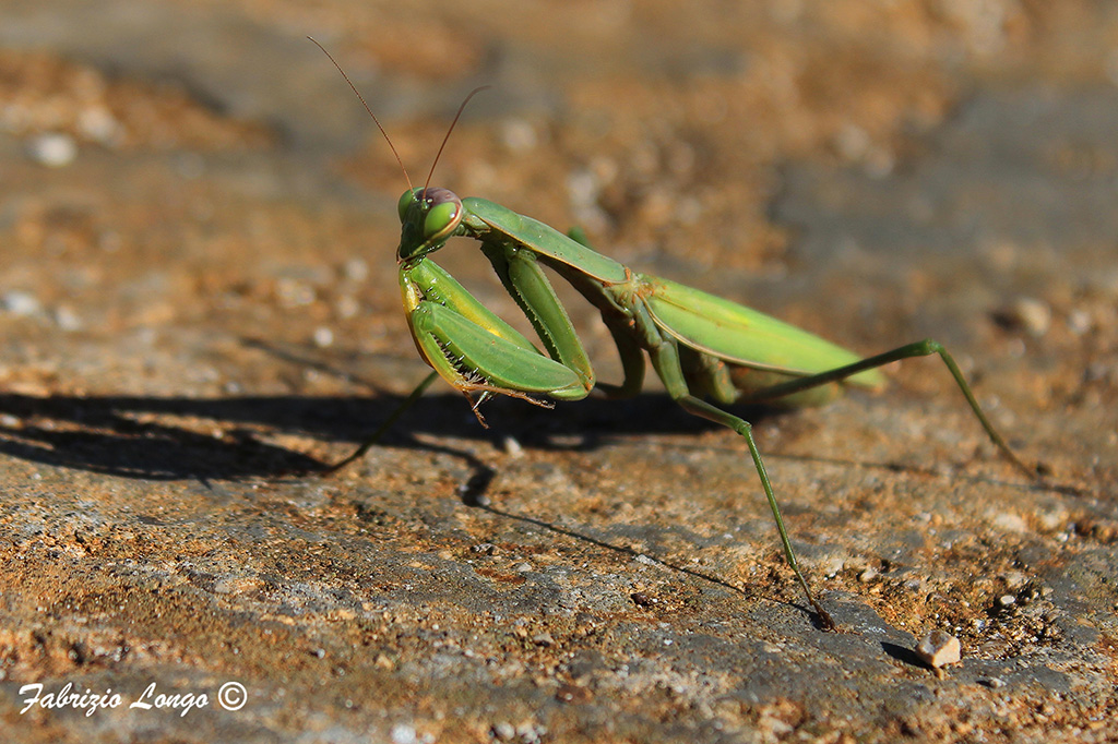 Mantide Religiosa