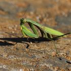 Mantide Religiosa