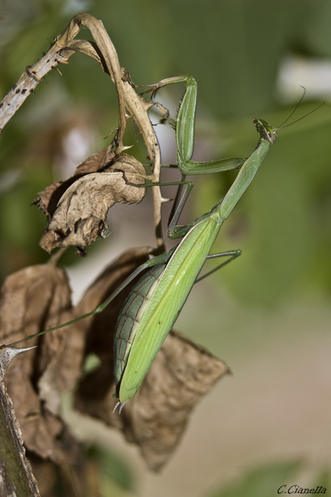 Mantide religiosa