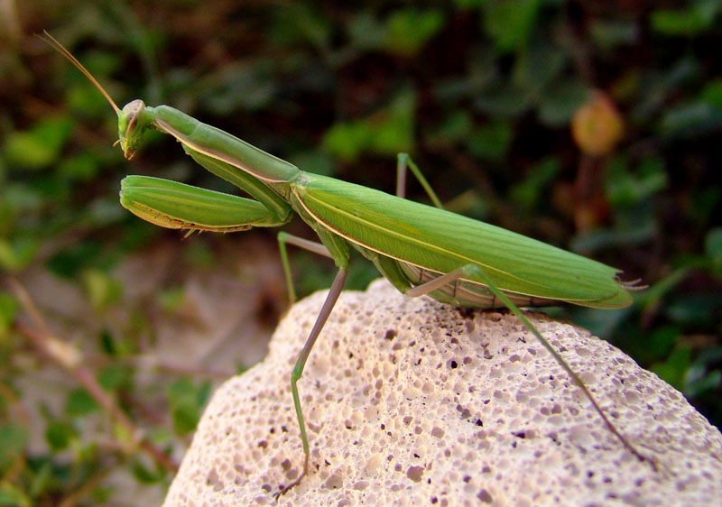 Mantide religiosa