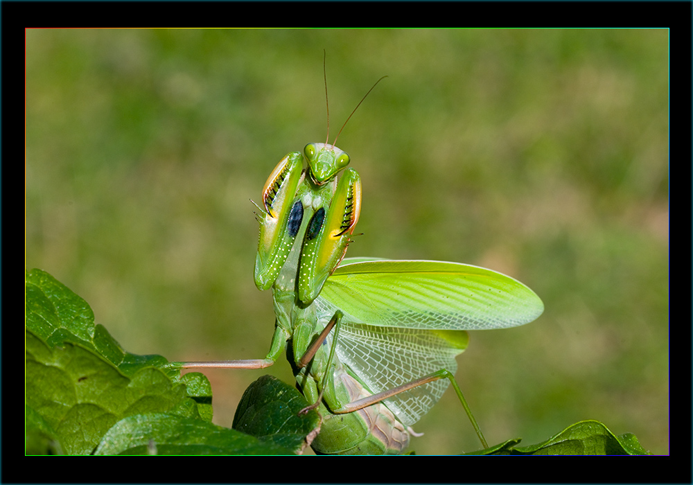 Mantide religiosa