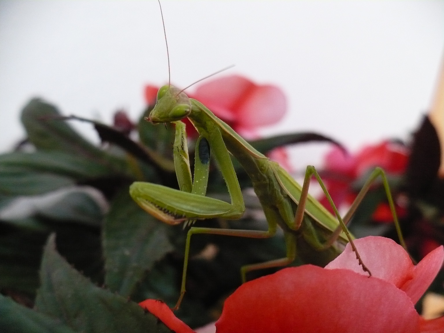 mantide religiosa