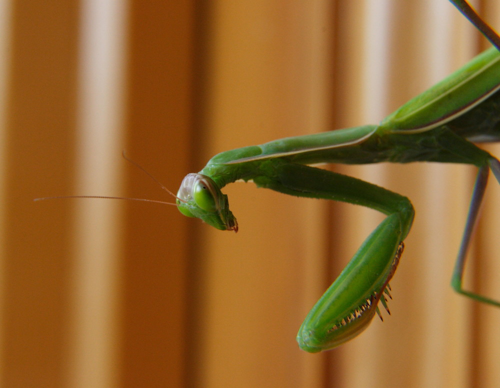 mantide religiosa