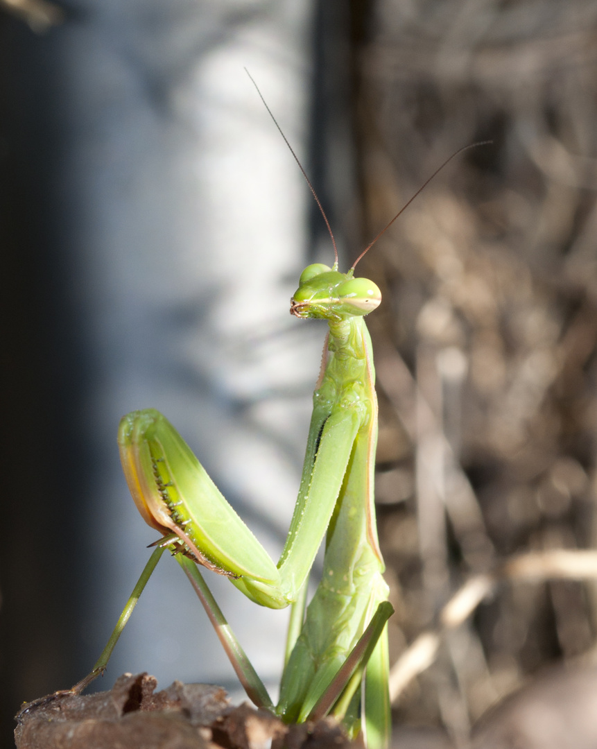 Mantide Religiosa