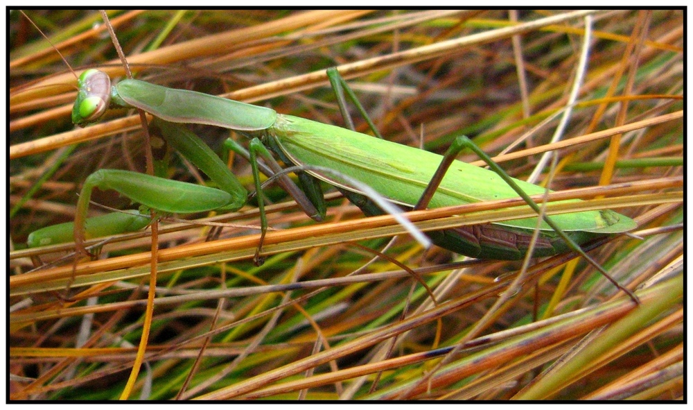 mantide religiosa