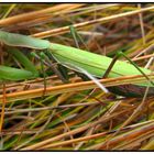 mantide religiosa