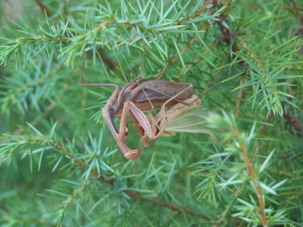 Mantide religiosa