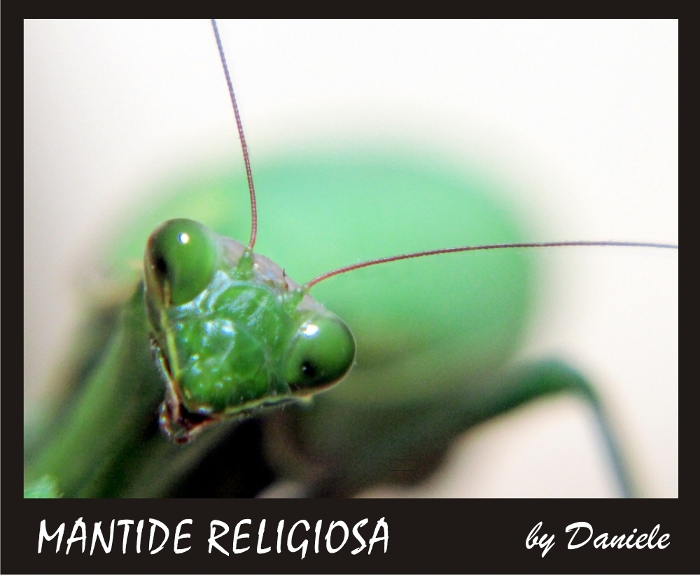 Mantide Religiosa