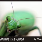 Mantide Religiosa