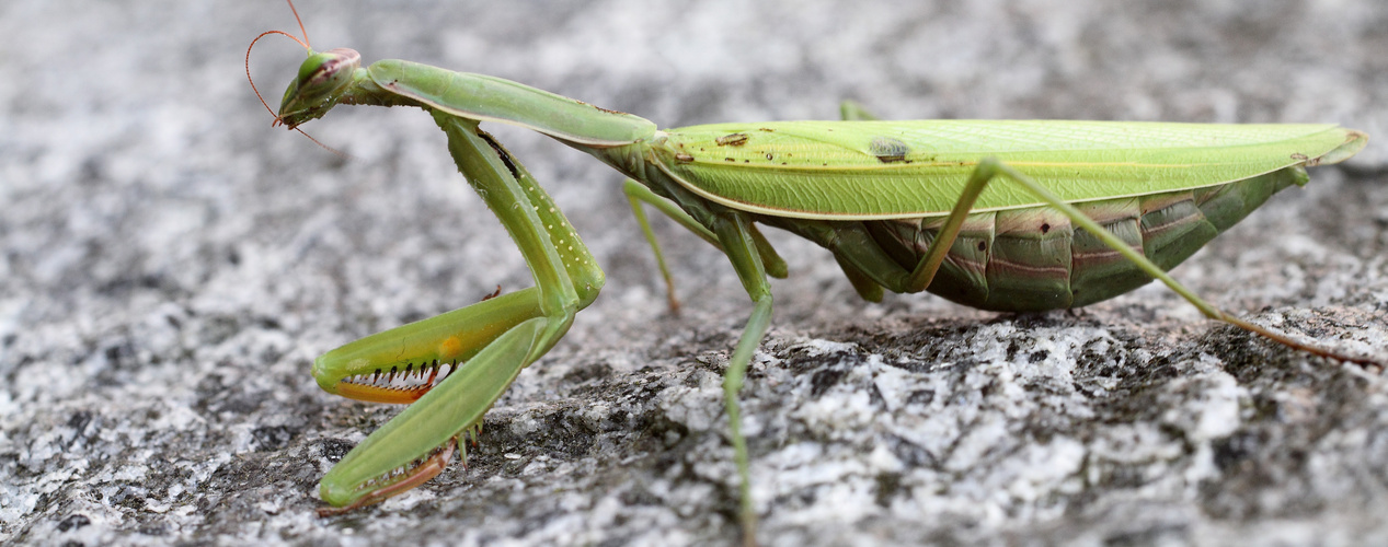 mantide religiosa