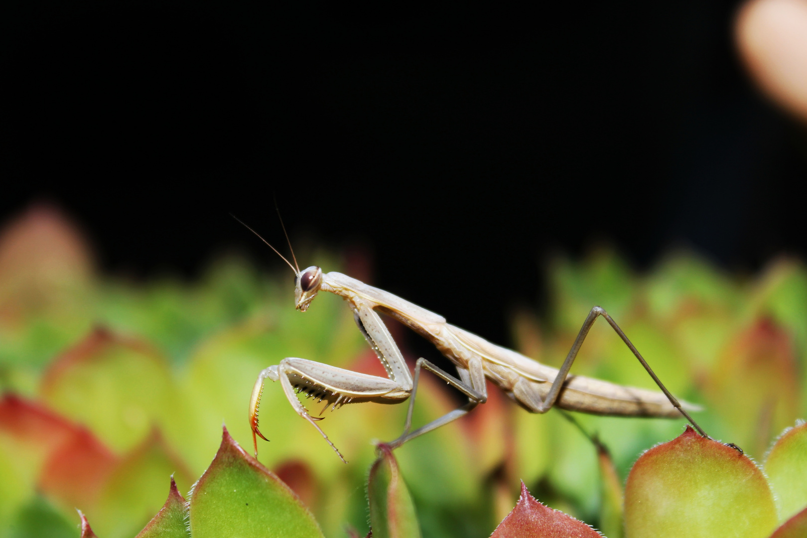 Mantide religiosa.