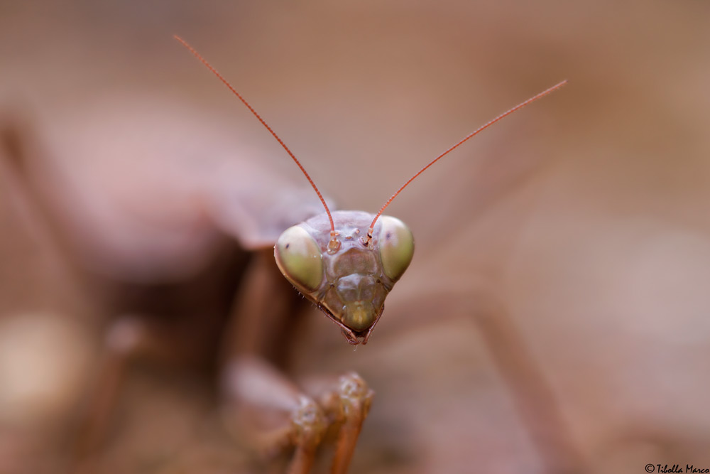 MANTIDE RELIGIOSA