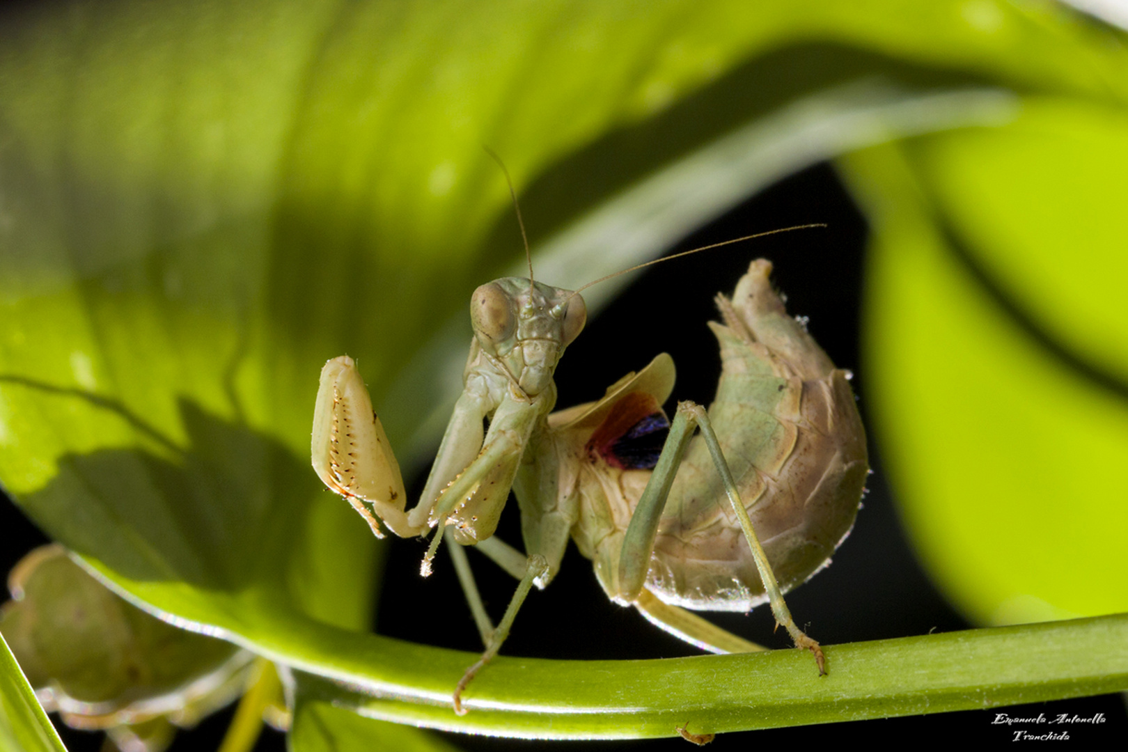 Mantide Vanitosa