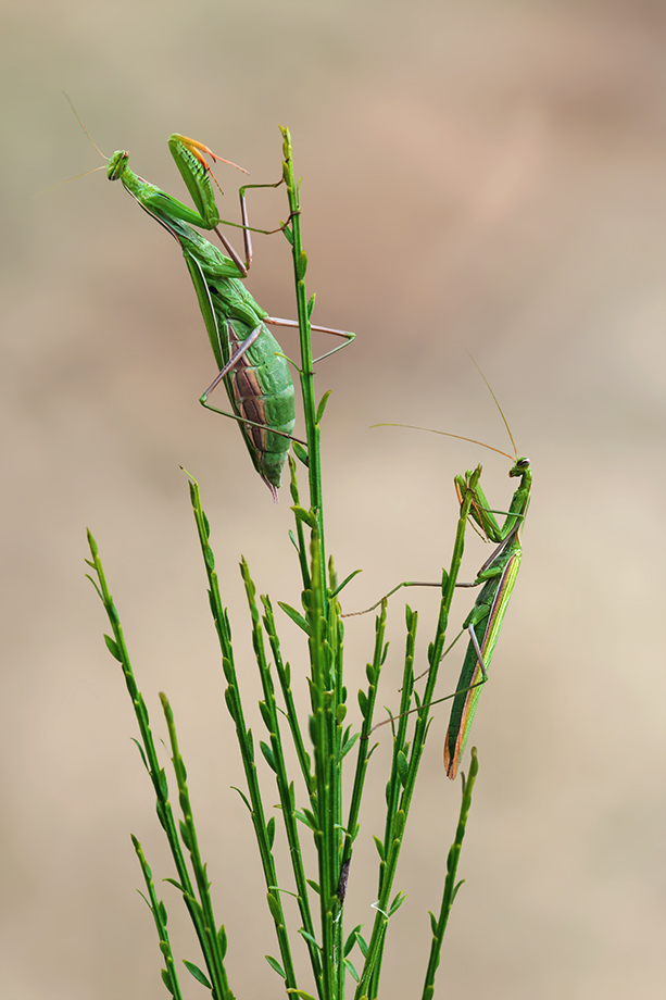 Mantiden Pärchen