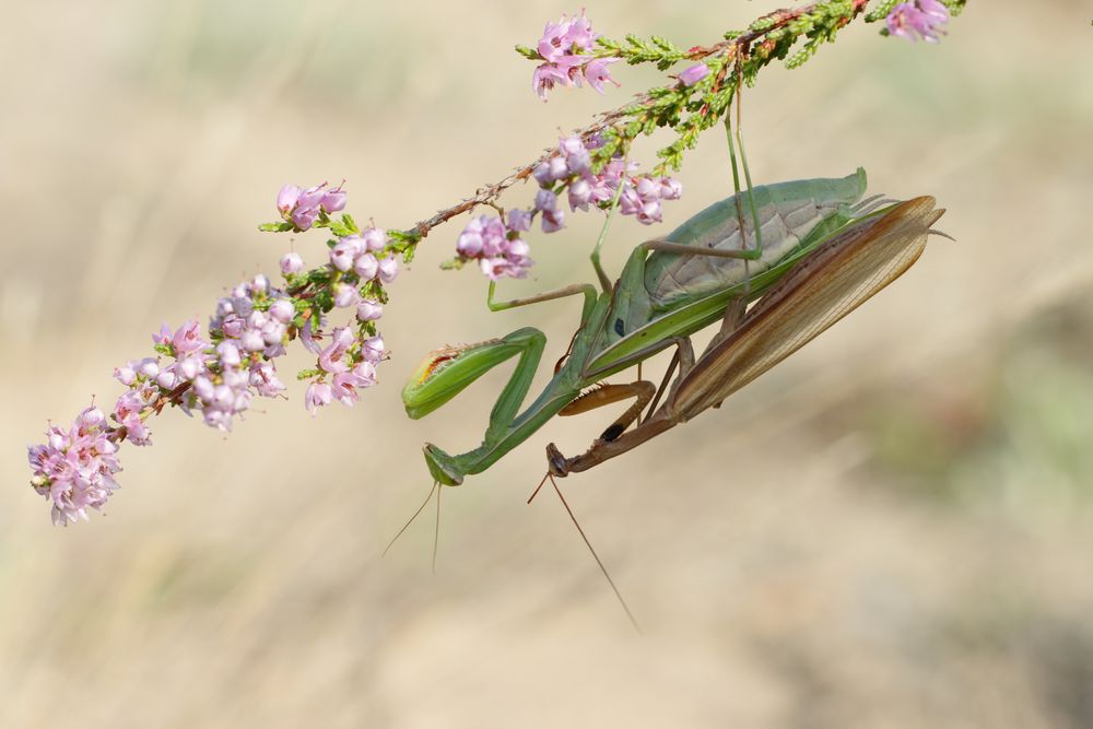 Mantidenpaarung - Mantis religiosa -