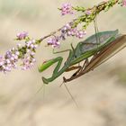 Mantidenpaarung - Mantis religiosa -