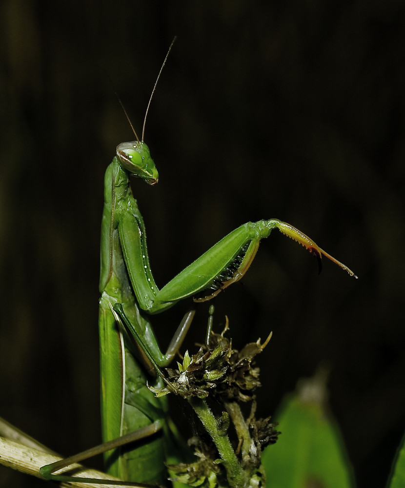 Mantis