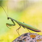 mantis.....