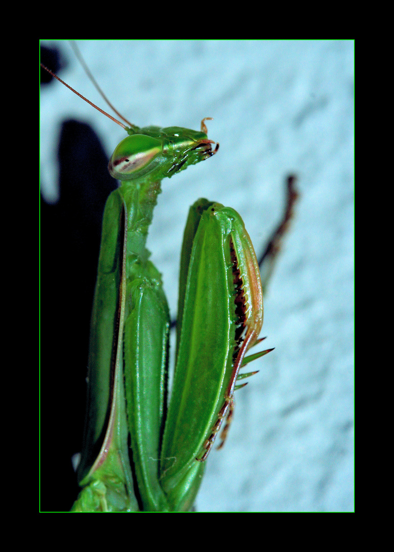 ~Mantis~