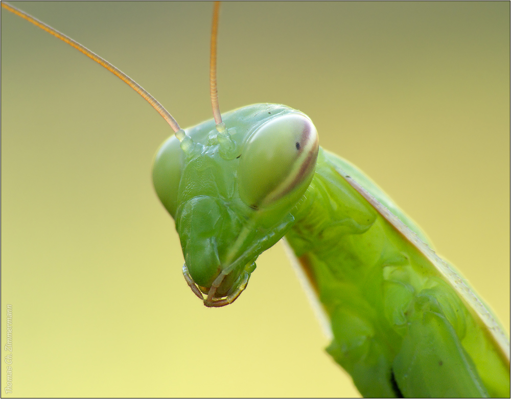 Mantis 2