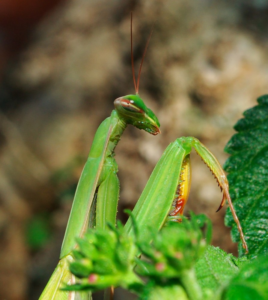 Mantis 2