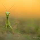 Mantis 2