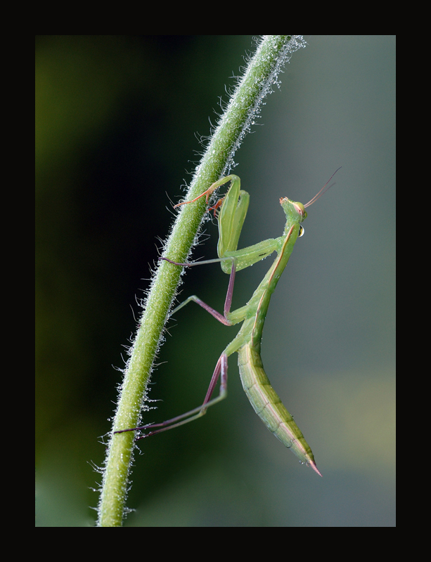 mantis