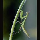 mantis