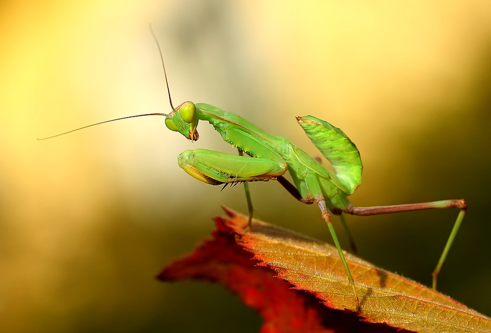 Mantis