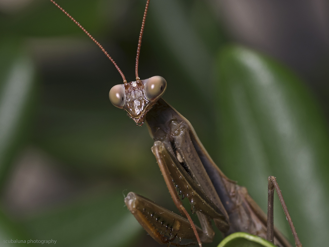 Mantis