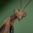 Mantis