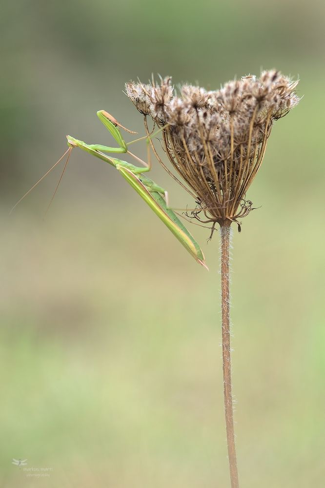 Mantis...