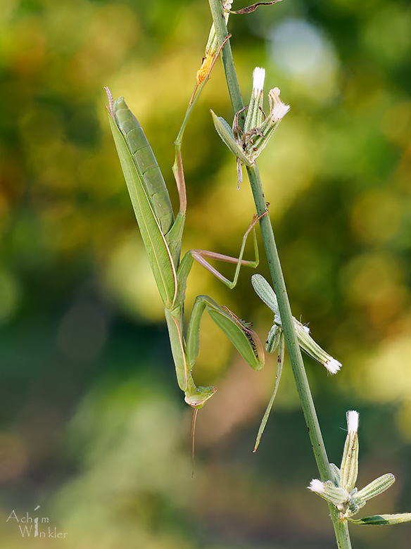 Mantis