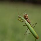 Mantis 