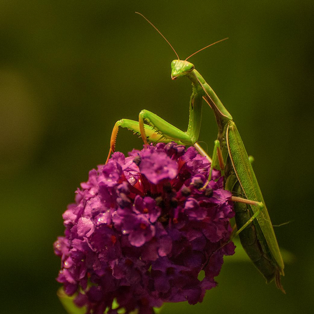 Mantis