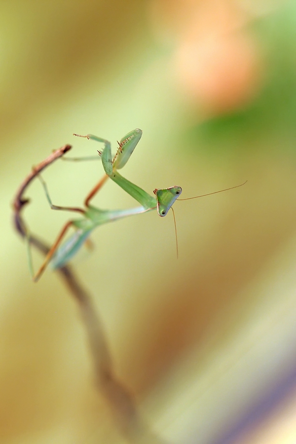 Mantis