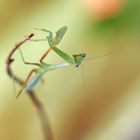 Mantis