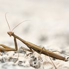 Mantis