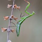 Mantis