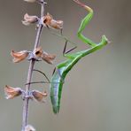 Mantis