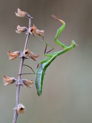 Mantis