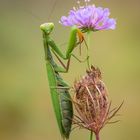 Mantis