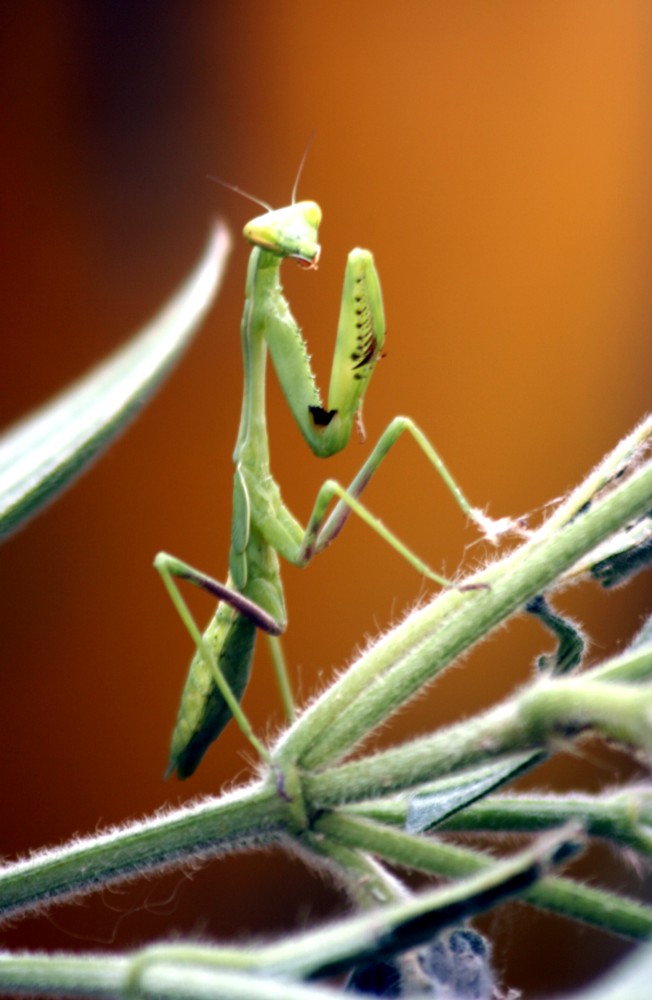 Mantis